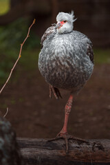 Southern screamer