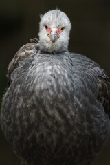 Southern screamer