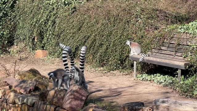 The cute and funny ring-tailed lemur. Stock video clip. 4K
