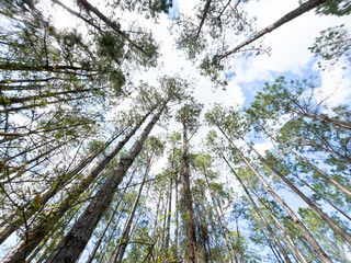 Pine trees in the forest