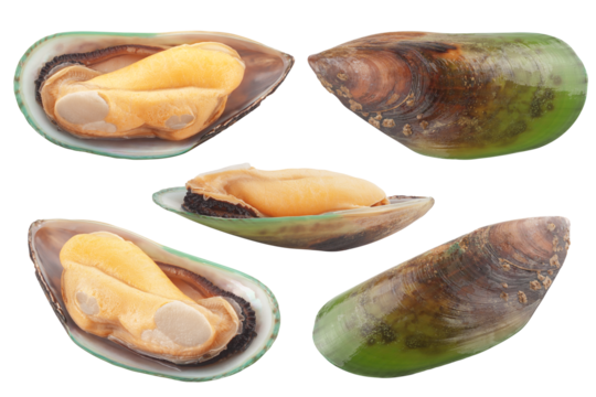 Mussel, green shell, isolated on white background, full depth of field