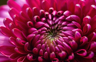 A vibrant magenta hue radiating with pion and energy in a macro shot. Trendy color of 2023 Viva Magenta.. AI generation.