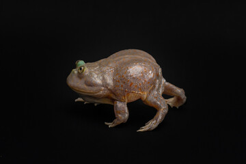 Budgett's frog Puffed up and runs. Funny amphibian on dark background. Exotic pet in studio. Lepidobatrachus laevis portrait in motion. High quality horizontal photo