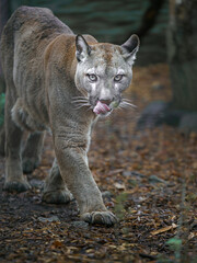 Cougar