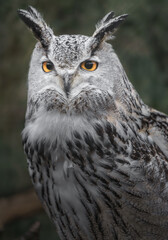 Eurasian eagle owl