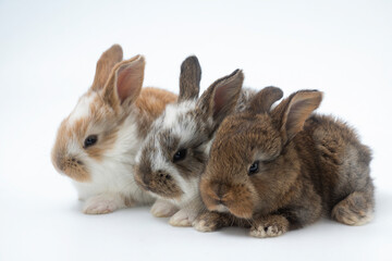 Fluffy rabbit in a basket with easter eggs isolated on white. Easter Bunnies.