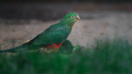 Australian king-parrot
