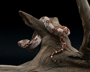 Baby boa constrictor on a big old stump. Little Boa imperator on black background. Beautiful non venomous snake studio shot. High quality horizontal photo of exotic pet