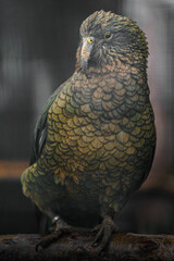 Kea