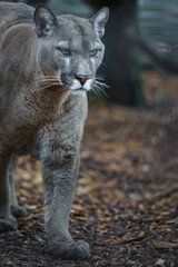 Cougar
