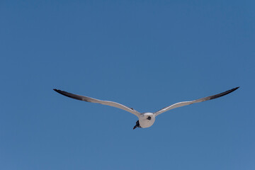 Seagull Over Perdido Key Beach