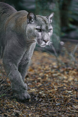 Cougar