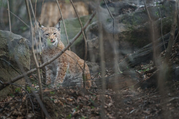 Eurasian lynx
