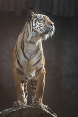 Sumatran tiger