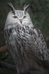 Eurasian eagle owl
