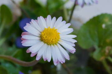 daisy flower