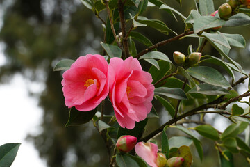 Flowering branch with two dark pink Camellia flowers