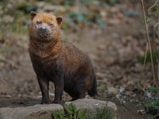 Bush dog