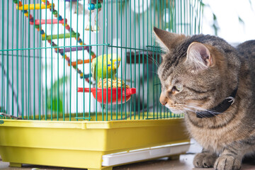 A domestic cat is sitting near a cage with a parrot, watching a bird, hunting. Keeping pets in...