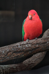 Australian king-parrot