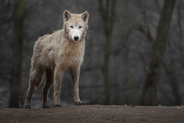 Arctic wolf