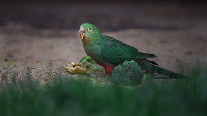 Australian king-parrot