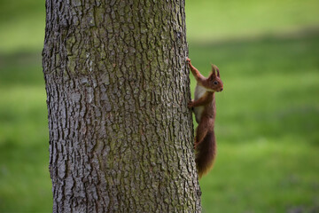 View on a red squirrel on a tree in a park