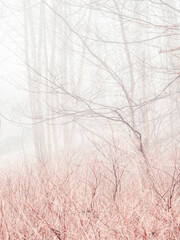 Bare trees in morning mist