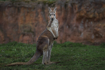 Red kangaroo