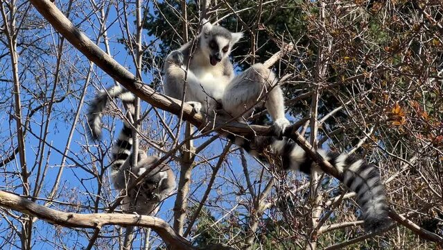 Ring-tailed lemur. Cute and funny lemurs against the blue sky. Stock video clip. 4K
