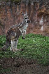 Naklejka na ściany i meble Red kangaroo