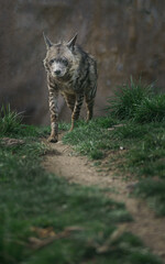 Striped hyena