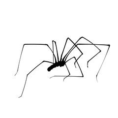  spider silhouette isolated - vector illustration
