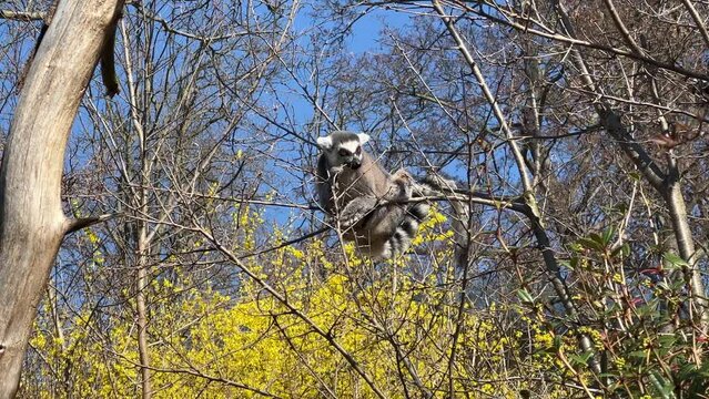 Ring-tailed lemur. Cute and funny lemurs against the blue sky. Stock video clip. 4K
