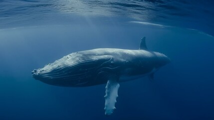 A majestic blue whale slowly swimming through the ocean Generative AI