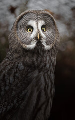 Great grey owl