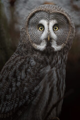 Great grey owl