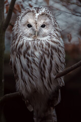 Ural owl