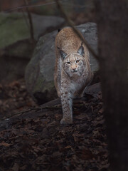 Eurasian lynx