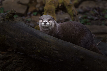 Asian small-clawed otter