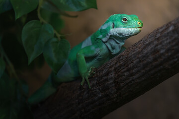 Fiji banded iguana