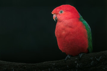 Australian king parrot