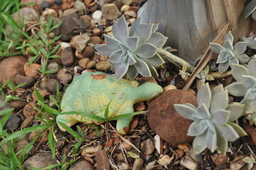 planta verde suculenta 