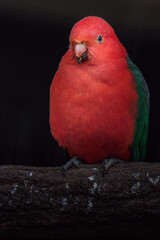 Australian king parrot