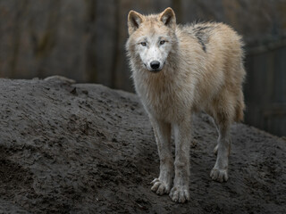 Arctic wolf