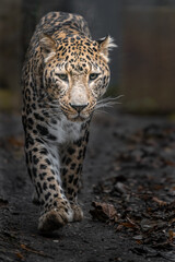 Persian leopard