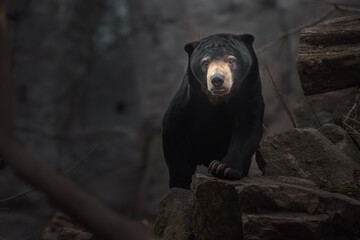 Sun bear