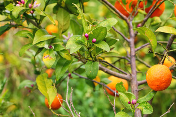 Oranges grow on a tree branches in the old citrus plantation. Great harvest. Harvesting.  Macro shoot in nature