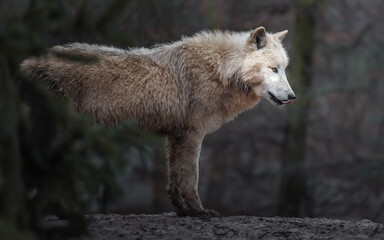 Arctic wolf
