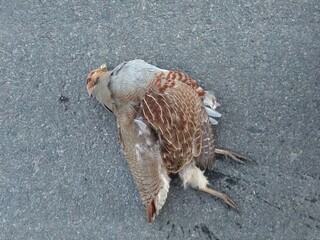 A dead quail bird on the asphalt in the city crashed in flight against the building of a house.